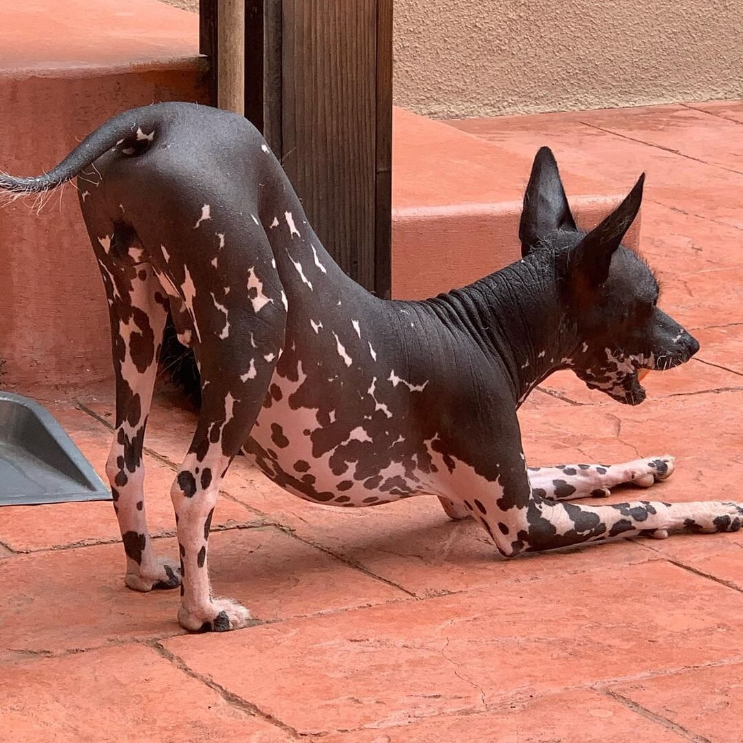 miniature xolo dog for sale